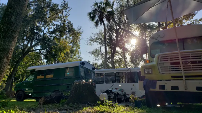 Three converted buses parked under live oaks and palms at golden hour